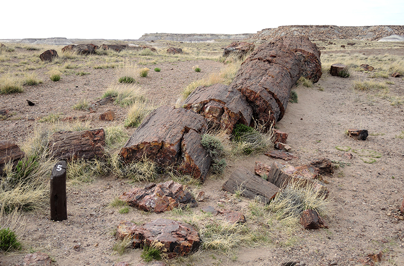 Petrified Forrest2