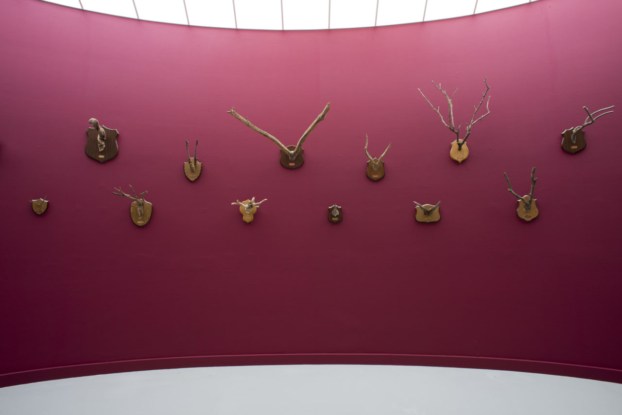 Taxonomic Trophies (2006 - ongoing), MuHKA, Antwerp, Belgium, 2012 (photo: Christine Clinckx)
