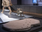 Chihuahua Footprints Discovered!, Gallo-Roman Museum, Tongeren, Belgium, 2021