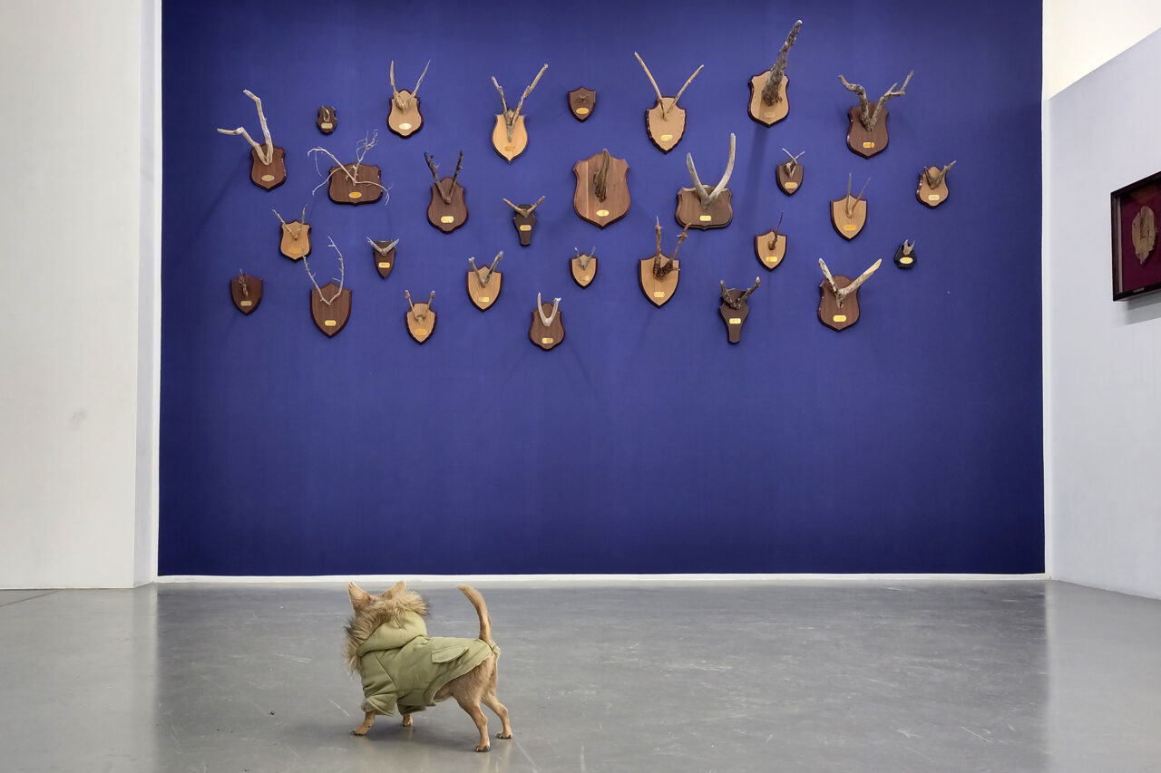 Chihuahua Footprints Discovered! and Taxonomic Trophies, NOME gallery, Berlin, Germany, 2022
